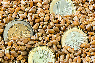 Euro-Münzen inmitten von Weizenkörnern